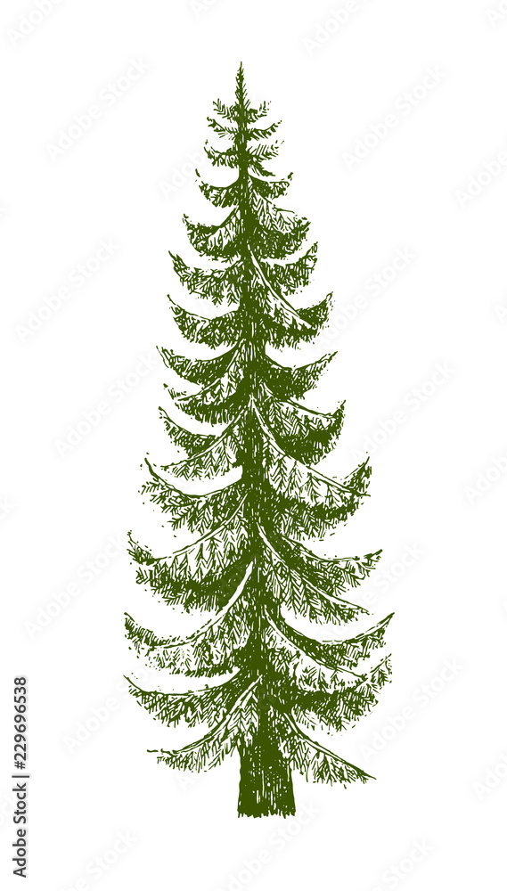 Obraz premium Fir tree, Christmas tree or Pine isolated on a white background. Hand drawn illustration. Drawn by ink.