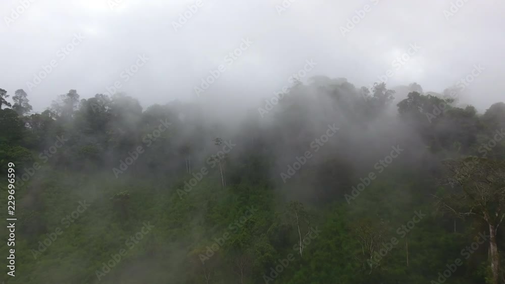 Aerial flight in clouds over a primary tropical rainforest, foggy and mystic. Saül Guiana Amazonian Park Aerial flight in clouds over a primary tropical rainforest, foggy and mystic. Saül Guiana Amazonian Park