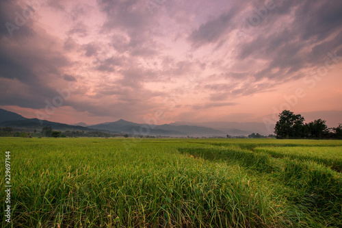 The foggy mountain background, morning light, paddy rice field, intimate nature wallpaper, beautiful natural scenery, colorful seasonal changes. © bangprik