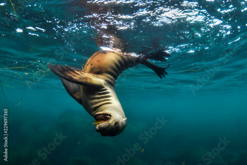 Sea lion playing with a leef  photo