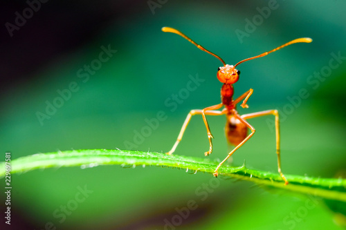 The ant stands on the leaf graceful gesture.
