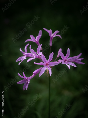 photographs of flowers and plants