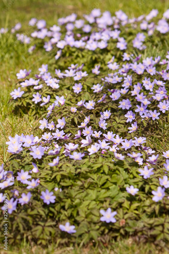 Carpet of Anemone Nemorosa (shallow Depth of field)