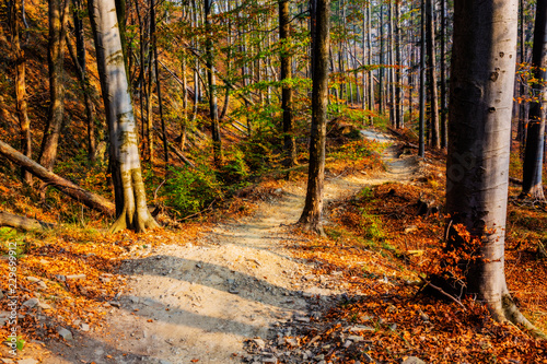 Fototapeta Naklejka Na Ścianę i Meble -  Golden shine autumn panorama scene in the forest, the morning sun shining through the trees, blue sky in background.