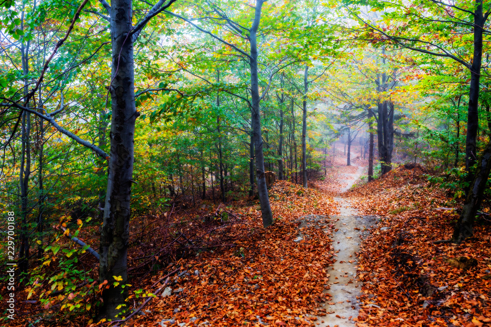 Golden shine autumn panorama scene in the forest, the morning sun shining through the trees, blue sky in background. Golden shine autumn panorama scene in the forest, the morning sun shining through the trees, blue sky in background.