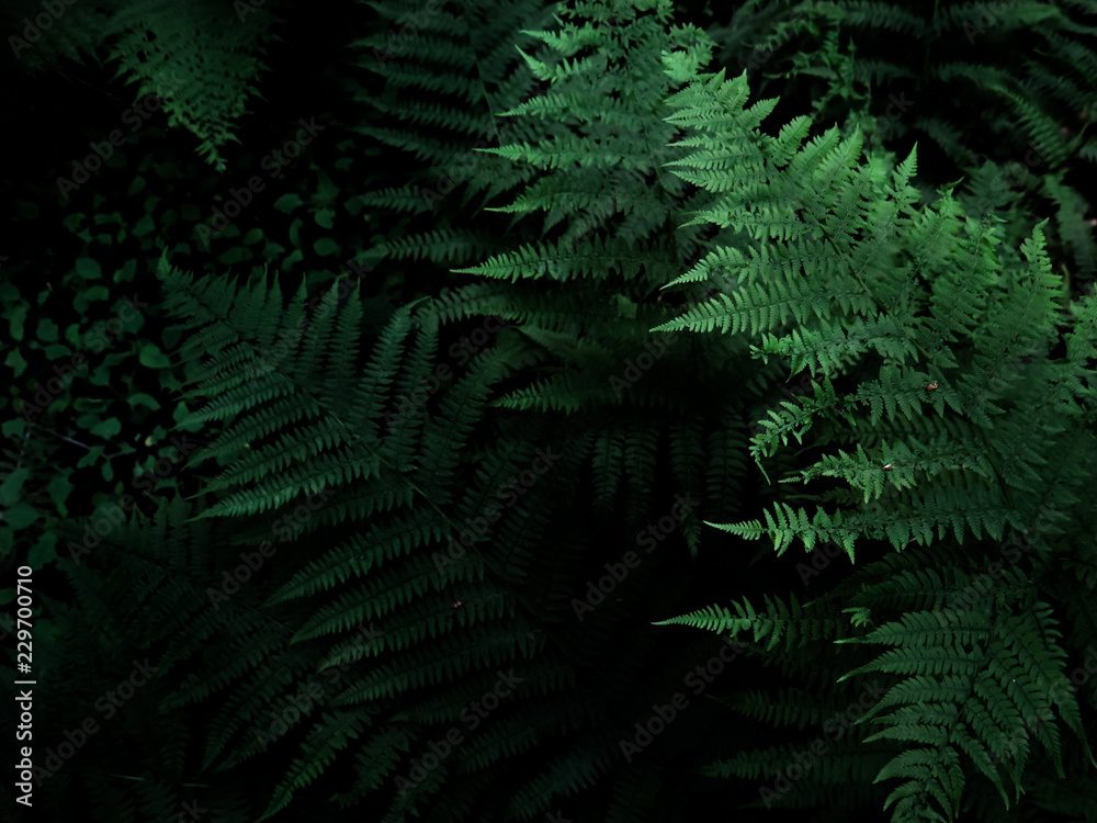 Fern in the dark forest, atmospheric photography, vegetation of Russian nature