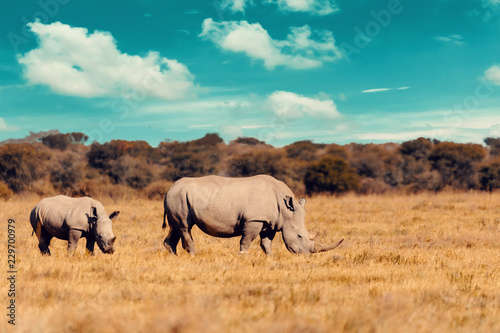 baby of white rhinoceros Botswana, Africa photo