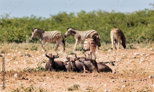 Fototapeta Naklejka Na Ścianę i Meble -  Blue Wildebeest Gnu, Namibia Africa wildlife safari