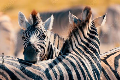 Zebra in bush, Namibia Africa wildlife photo