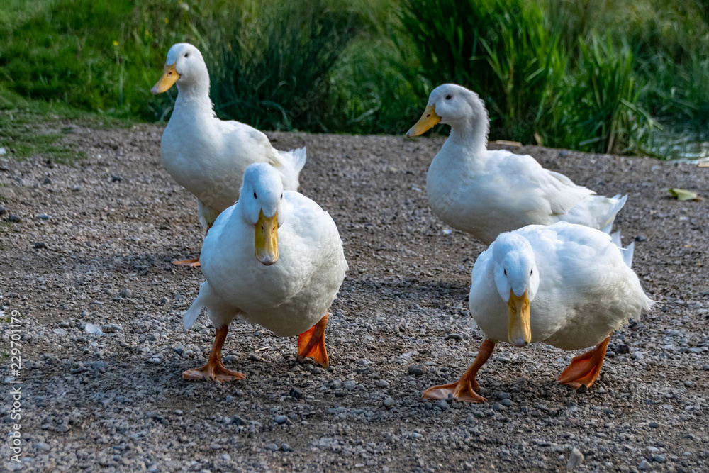 Heavy white ducks running towards food on land Heavy white ducks running towards food on land