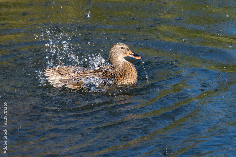 Female mallard duck washing and splashing water Female mallard duck washing and splashing water