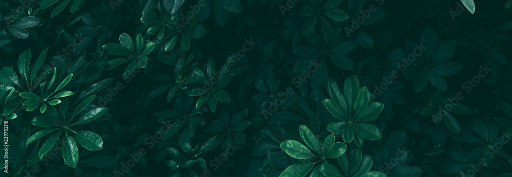 Fototapeta  Tropikalny zielony liść w ciemnym odcieniu