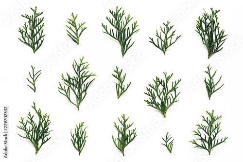 Cypress Twigs On White Background