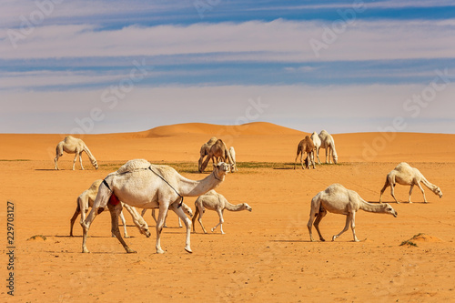 Camels walking in desert against cloudy sky photo