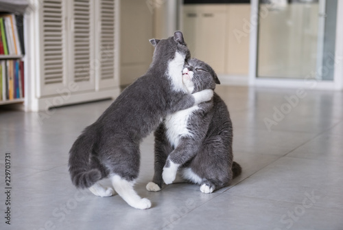 Two British short-hair cats in a fight