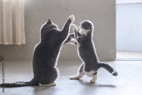 Photography Two British short-hair cats in a fight