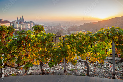 Photography wineyards, Petrin hill at sunrise, Lesser Town (UNESCO), Prague, Czech republic