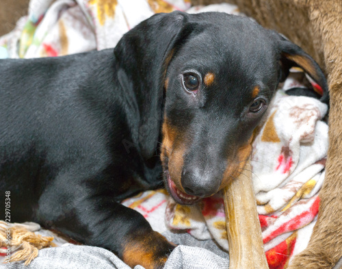 Three-month puppy of black and tan dachshund chewing on bone