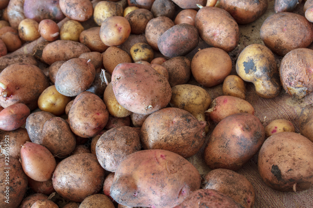 Potato harvest in the cellar as a background Potato harvest in the cellar as a background