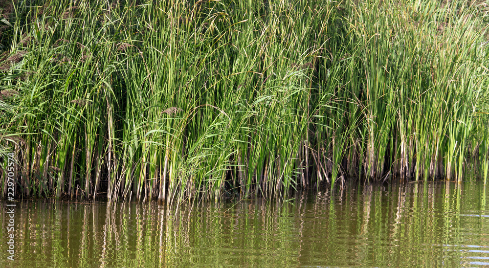Reed grows in water on a pond Reed grows in water on a pond