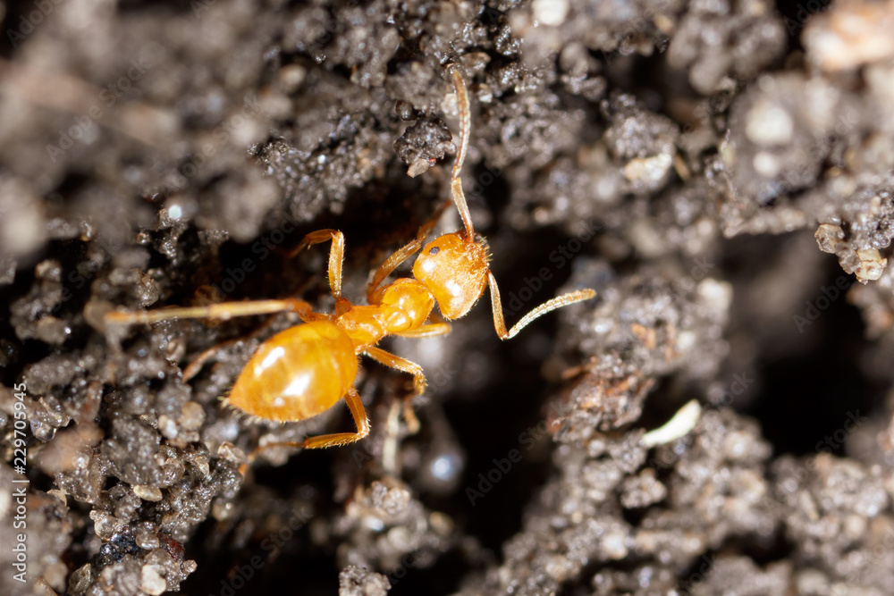 Yellow ant on black ground in nature