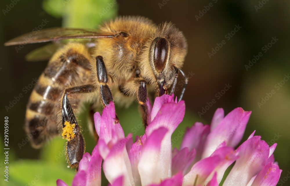A bee collects honey on a flower A bee collects honey on a flower