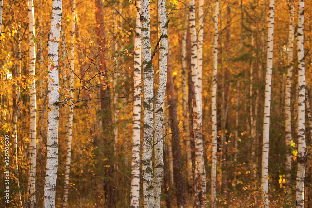 Birches in the forest in autumn as a background Birches in the forest in autumn as a background