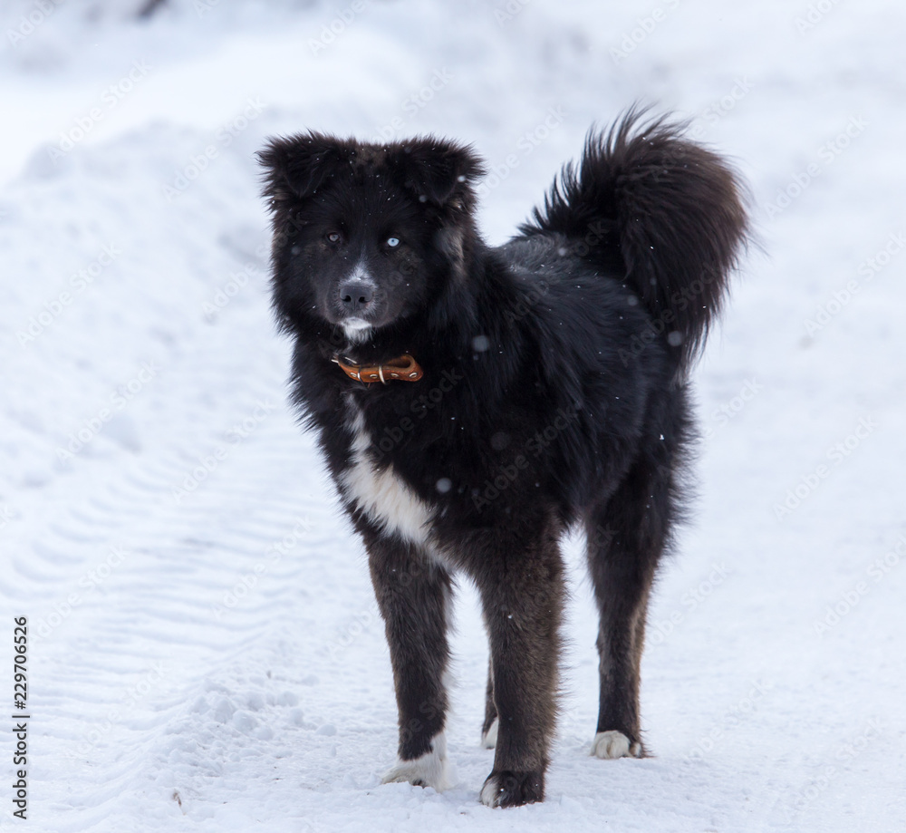 Black dog on white snow in winter