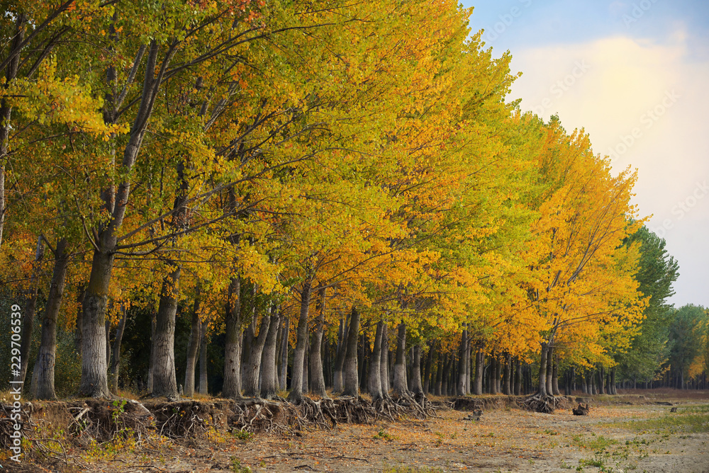 October autumn forest