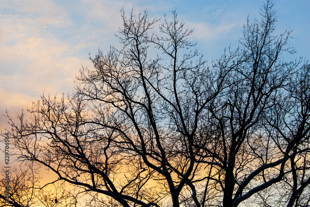 Naked branches on a tree against a sunset sun