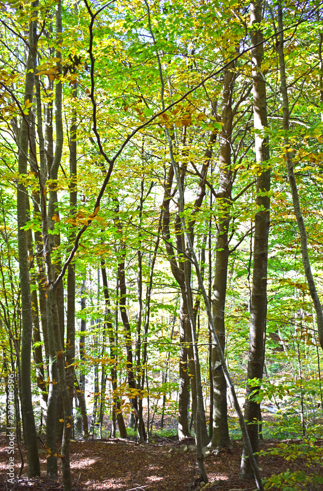 Bosque en otoño El Montseny Barcelona
Bosque en otoño El Montseny Barcelona