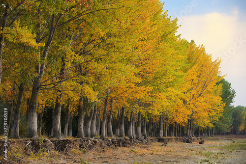 Obraz na płótnie October autumn forest w salonie