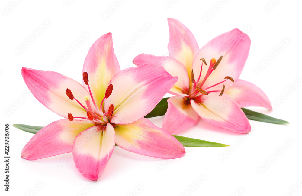 Pink lily flower. - obrazy, fototapety, plakaty 
