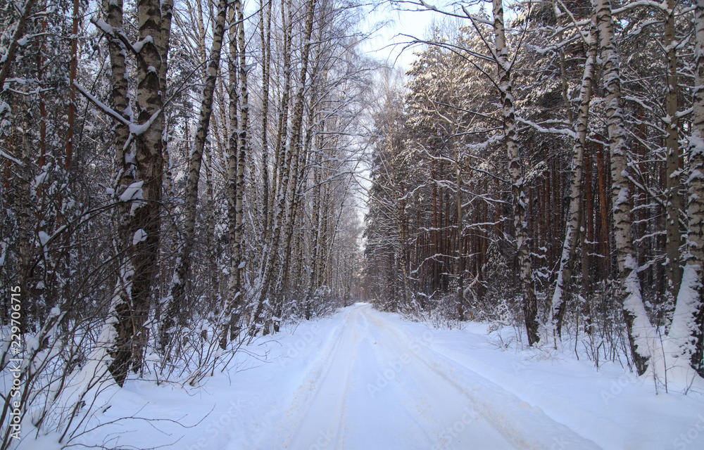 Obraz premium Snow road in the forest in winter