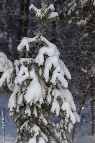 Snowy coniferous tree in the forest in winter