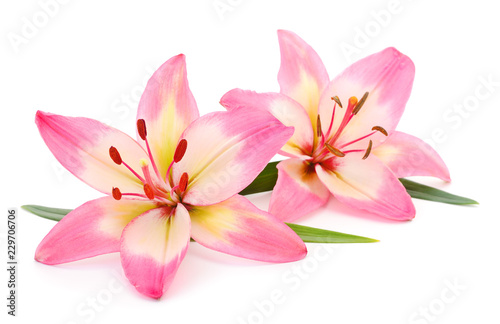 Pink lily flower. photo