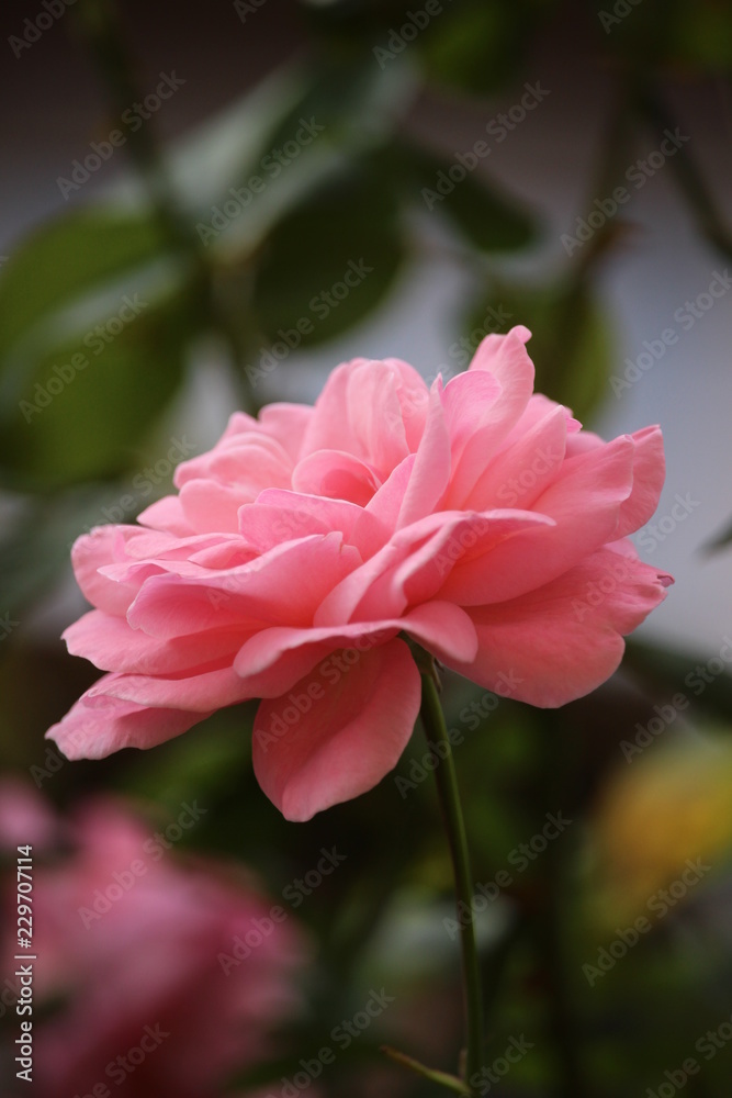 Fototapeta premium pink flower