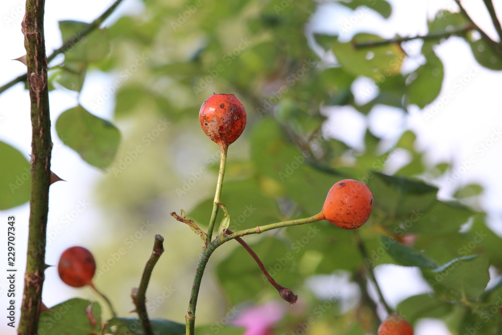 red berries on tree