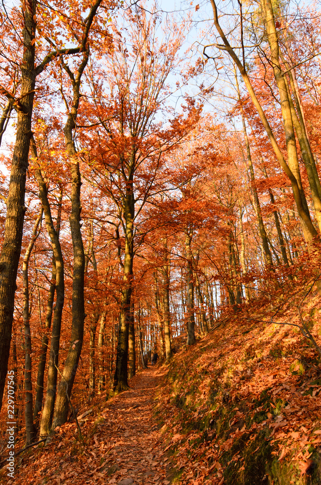 Indian Summer, Schönheit des Herbstes am See, Spätsommer, Indian Summer, wundervolle Farben im Wald, weiches, stimmungsvolles Licht :)
