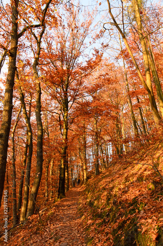 Indian Summer, Schönheit des Herbstes am See, Spätsommer, Indian Summer, wundervolle Farben im Wald, weiches, stimmungsvolles Licht :) © doris oberfrank-list
