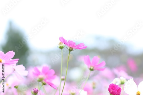 cosmos flower