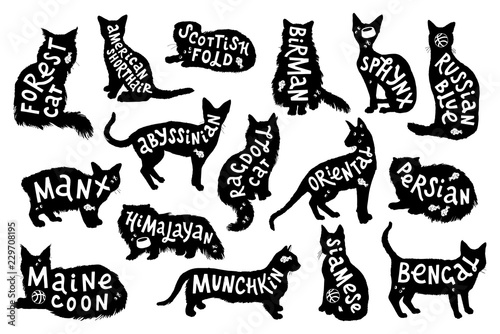 16 hand drawn lettering with breeds in cats silhouettes photo