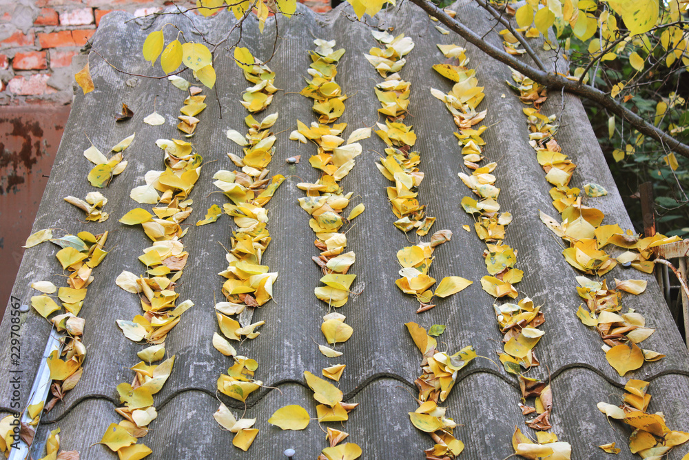Obraz premium Leaves on the roof. Autumn