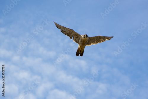 Flying a falcon peregrine  Falco peregrinus  in the sky