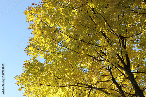 Golden yellow leaves tree