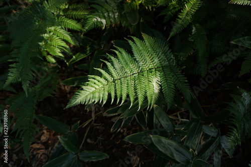 fern in the forest