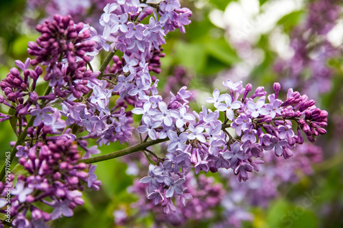 Flowering branch of lilac © Сергей Зыков