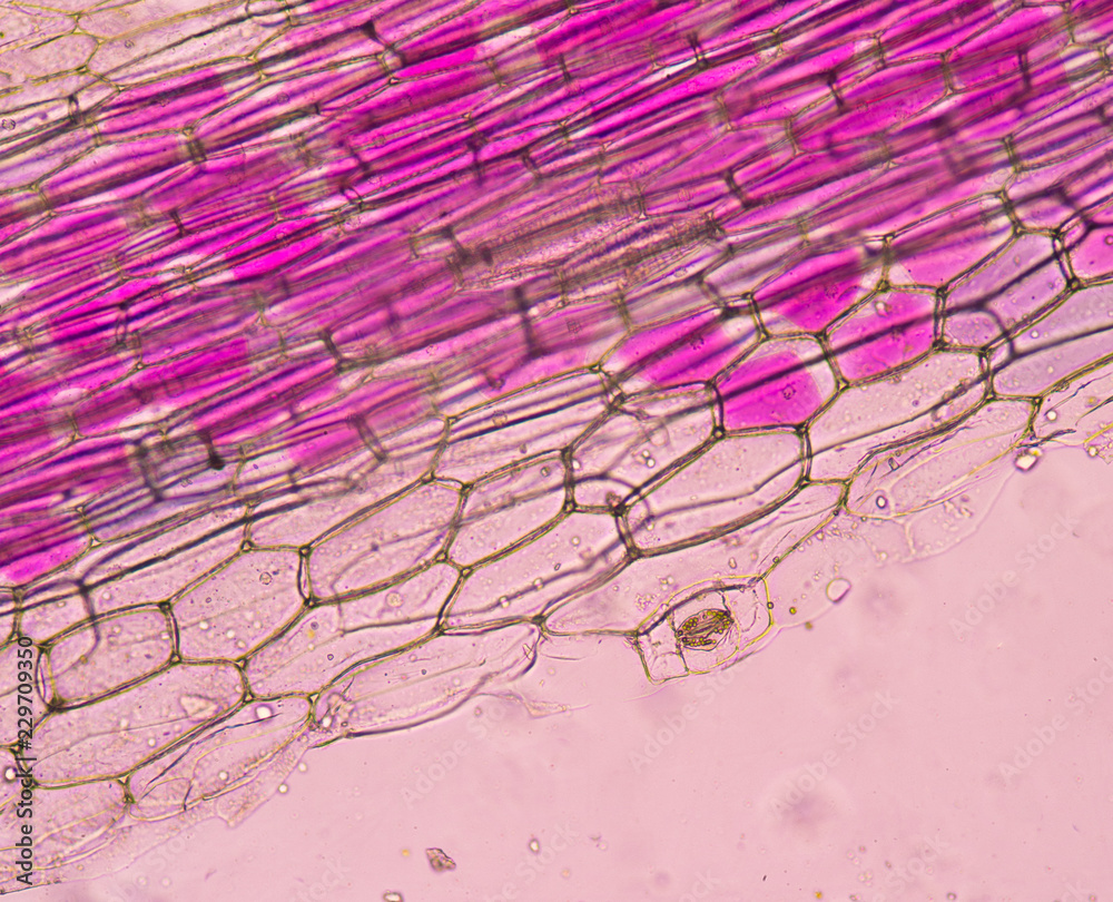 Fototapeta premium Close up on pink plant cells.