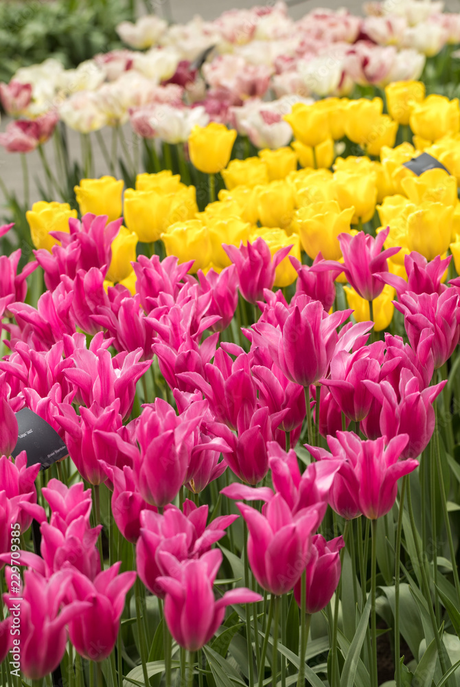 colorful botanical tulips flowers blooming in a garden colorful botanical tulips flowers blooming in a garden