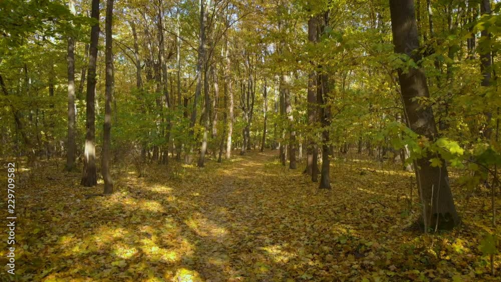 camera moving between trees in the green forest / public park camera moving between trees in the green forest / public park